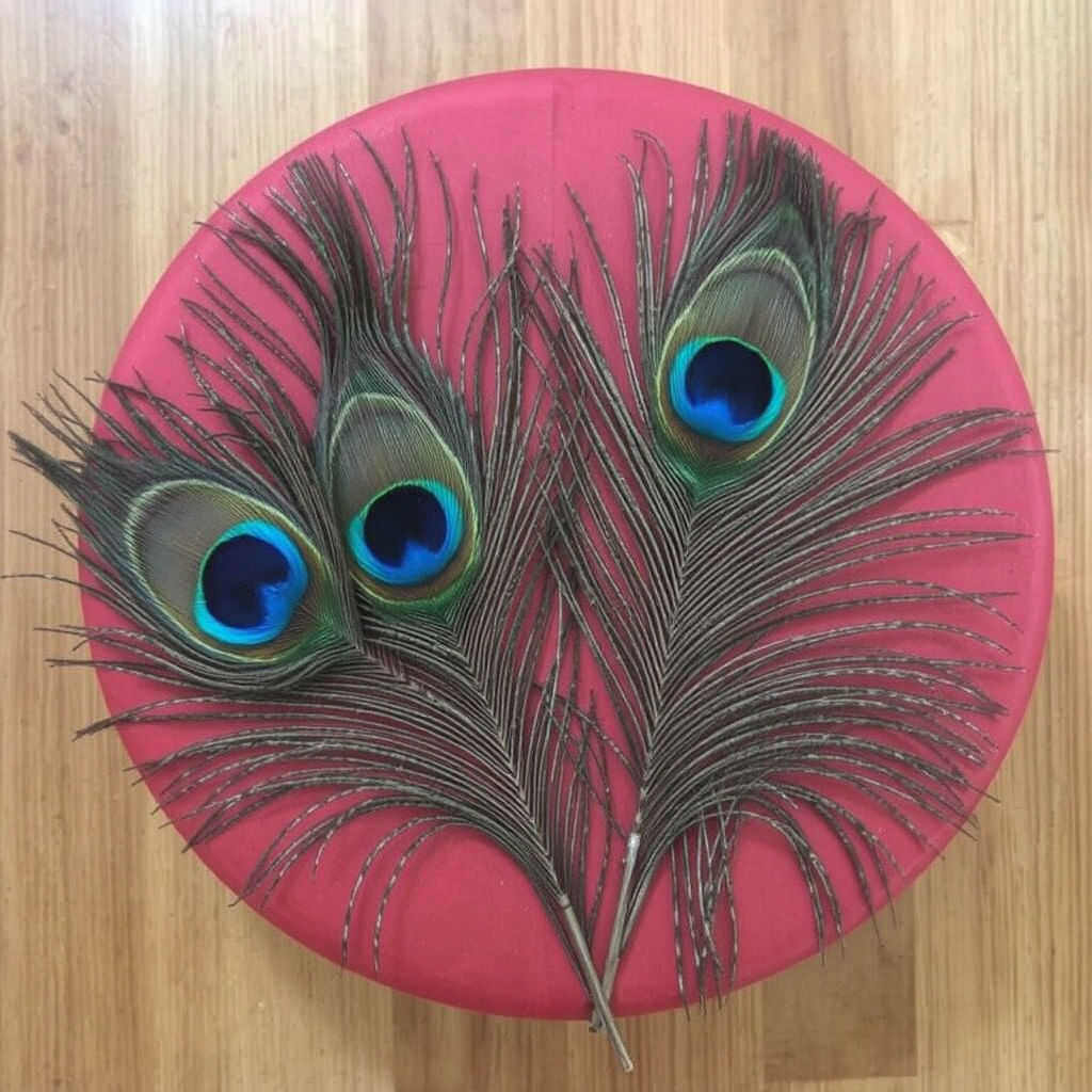 A dark red round package is adorned on top of its flat surface with beautiful peacock feathers. The package sits on an oak wood floor.
